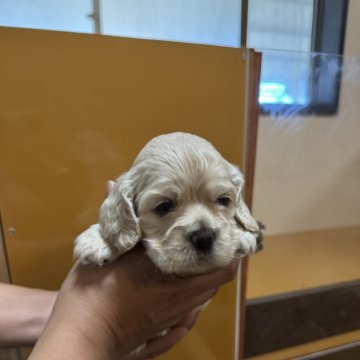 アメリカンコッカースパニエル【岐阜県・女の子・2024年10月11日・バフ】の写真「可愛い😍」