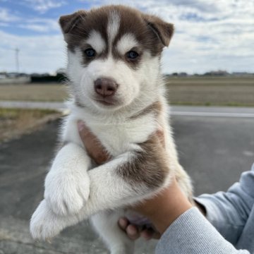 シベリアンハスキー【岐阜県・女の子・2025年10月1日・チョコ&ホワイト】の写真「両目ブルーアイ🩵」