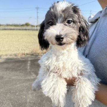 マルプー(マルチーズ×トイプードル)【岐阜県・男の子・2025年5月20日・レアカラー】の写真「希少カラー」