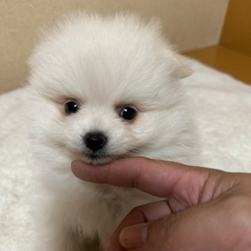 ポメラニアン【岐阜県・男の子・2024年10月21日・ホワイト】の写真「愛嬌たっぷり可愛い子です」