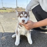 シベリアンハスキー