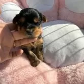 ヨークシャーテリア【岐阜県・男の子・2025年10月30日・スティール・ブルー・タン】の写真1