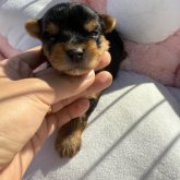 ヨークシャーテリア