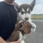 シベリアンハスキー