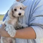 マルプー(マルチーズ×トイプードル)【岐阜県・女の子・2025年5月1日・クリーム】の写真1