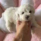 ビションフリーゼ