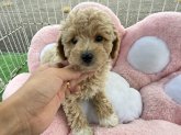 ビションプー(トイプードル×ビションフリーゼ)
