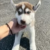 シベリアンハスキー