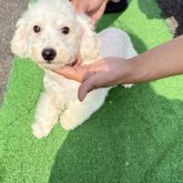 ビションフリーゼ