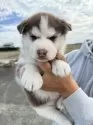 シベリアンハスキー【岐阜県・女の子・2025年10月1日・チョコ&ホワイト】の写真2
