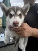 シベリアンハスキー【岐阜県・男の子・2025年7月22日・チョコ&ホワイト】の写真3