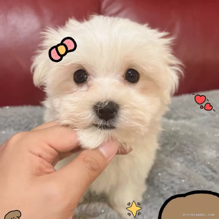 ID：2408-07270の子犬
