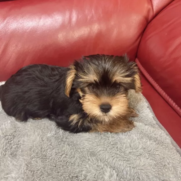 ID:2407-06122の子犬