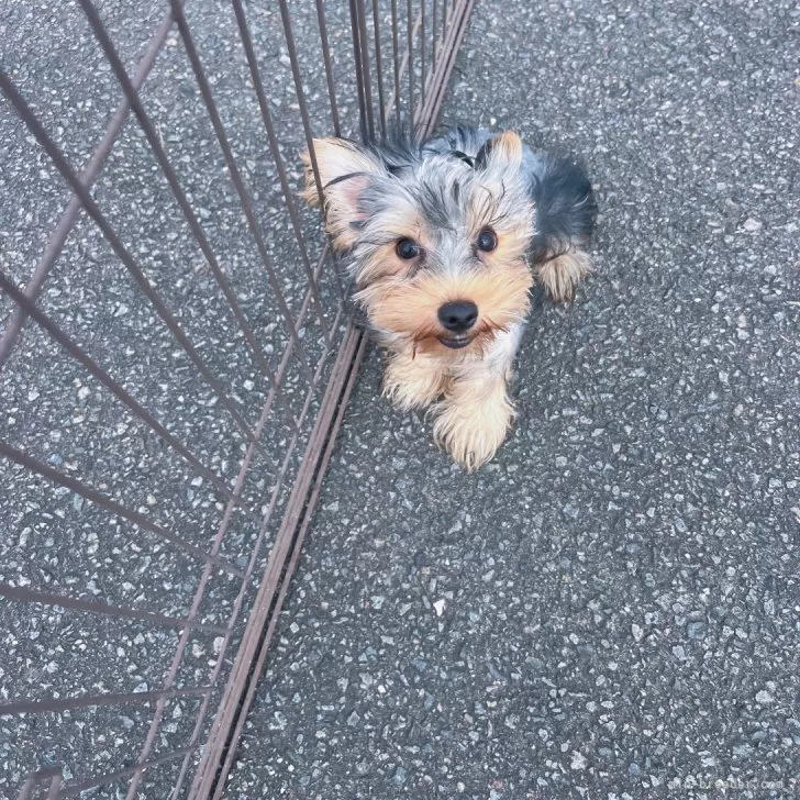 ID：2407-05825の子犬