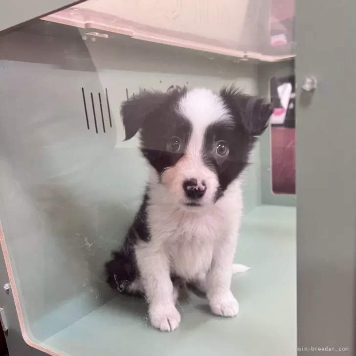 ID：2312-05934の子犬