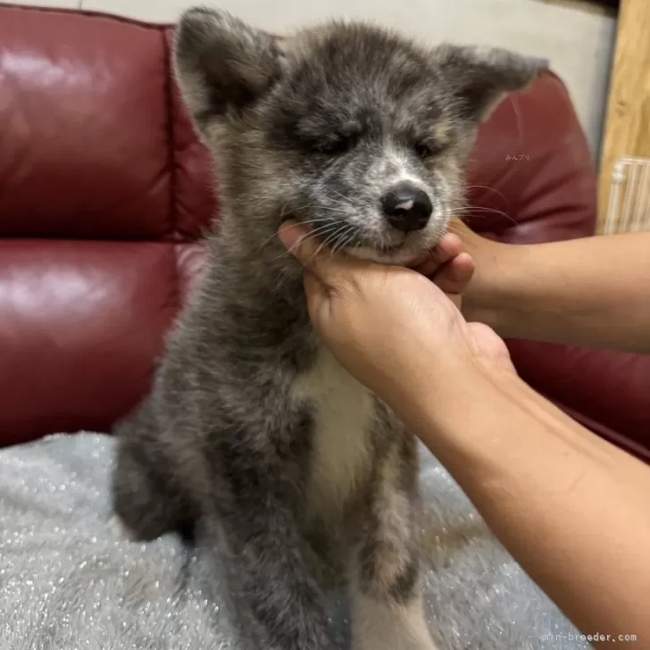 ID：2409-07992の子犬
