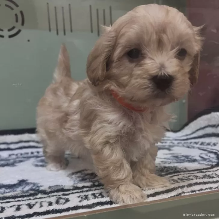 ID：2402-05925の子犬