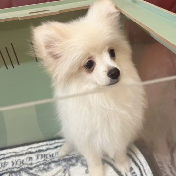 ポメラニアン【岐阜県・男の子・2024年2月11日・クリーム】の写真「賢い子です」