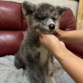 秋田犬