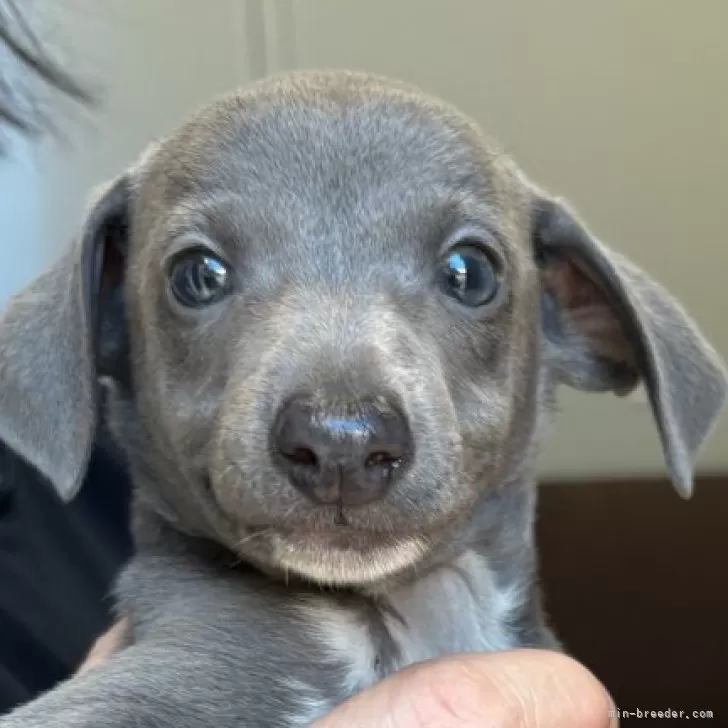ID:2505-05895の子犬