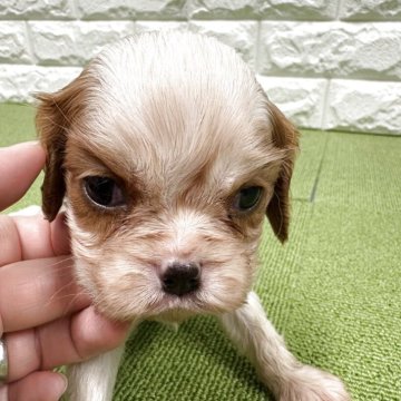 キャバリア【静岡県・男の子・2025年8月22日・ブレインハイム】の写真「少し小ぶり🐶両親クリア🍀お鼻の色素バッチリ👃」