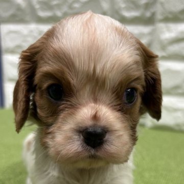 キャバリア【静岡県・男の子・2025年8月22日・ブレインハイム】の写真「大きめな子🐶両親クリア🍀お鼻の色素バッチリ👃」
