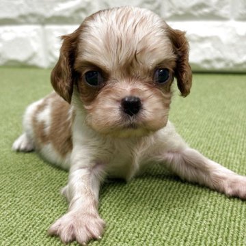 キャバリア【静岡県・男の子・2025年8月22日・ブレインハイム】の写真「小ぶりな男の子🐶両親クリア🍀お鼻の色素バッチリ」