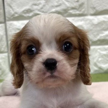 キャバリア【静岡県・男の子・2025年8月22日・ブレンハイム】の写真「大きめな子🐶両親クリア🍀お鼻の色素バッチリ👃」