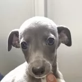 イタリアングレーハウンド