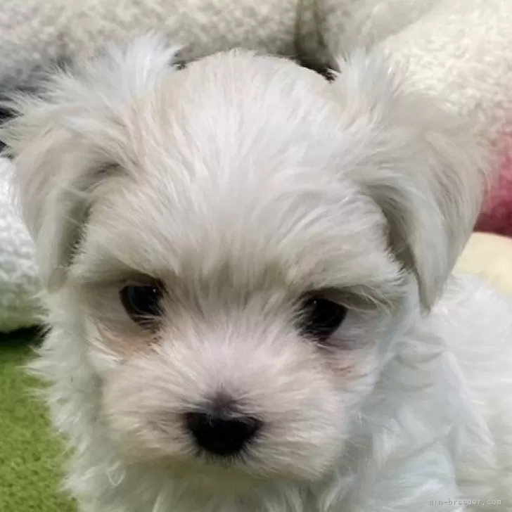 ID：2410-01032の子犬