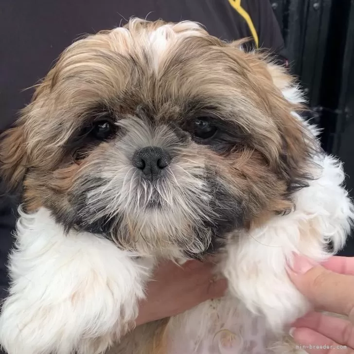 みーちゃん 様のお迎えした子犬