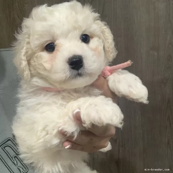ID:2503-03661の子犬