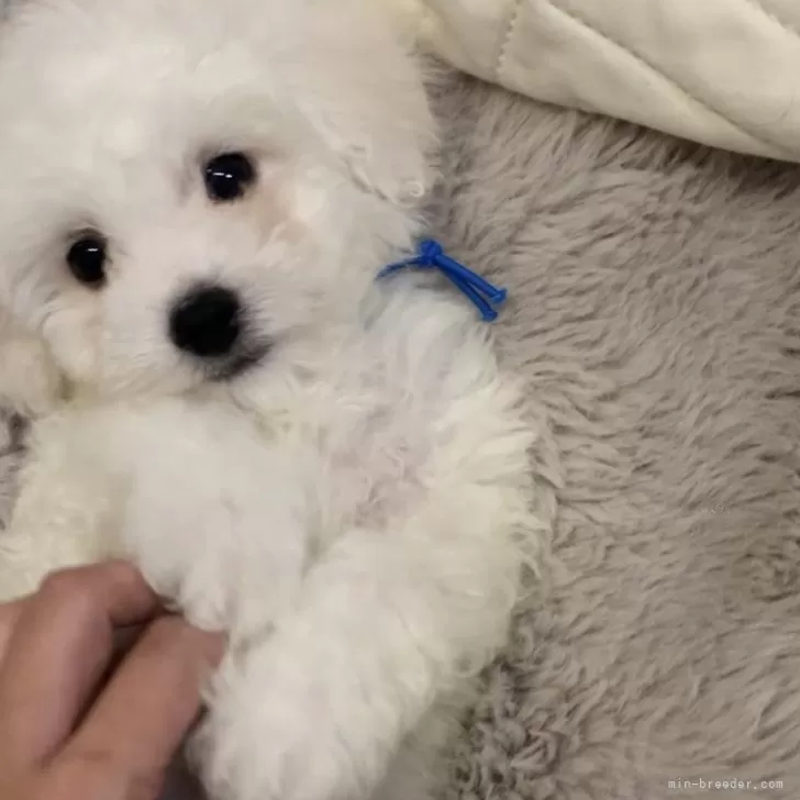 T.N 様のお迎えした子犬
