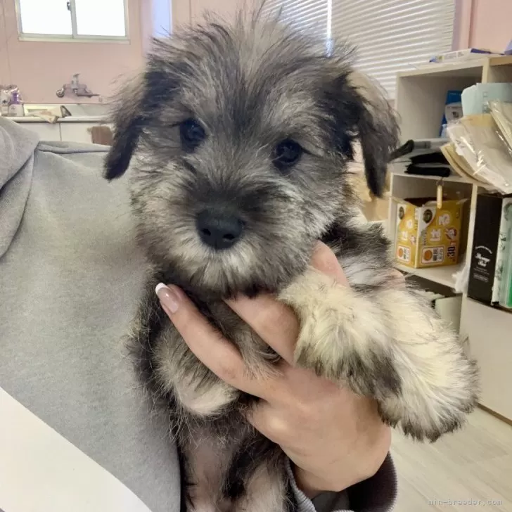 ID：2410-07288の子犬