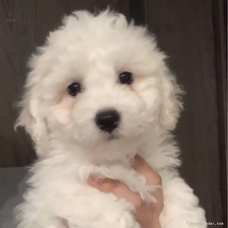 ハニー 様のお迎えした子犬