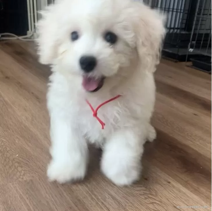 ビションフリーゼ【滋賀県・女の子・2025年8月6日・ホワイト】の写真1「可愛い子です💕画像では伝わらないのが残念です😢」