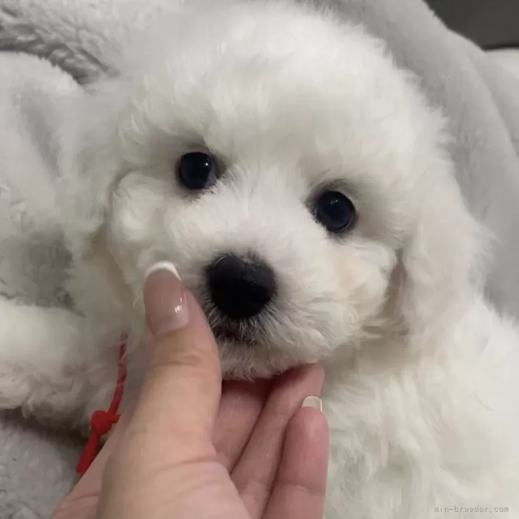 coyu 様のお迎えした子犬
