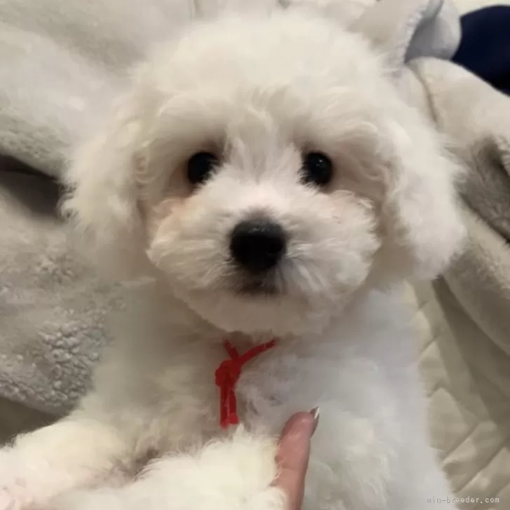 A.M 様のお迎えした子犬