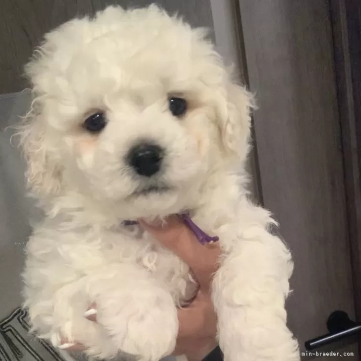 A.K 様のお迎えした子犬