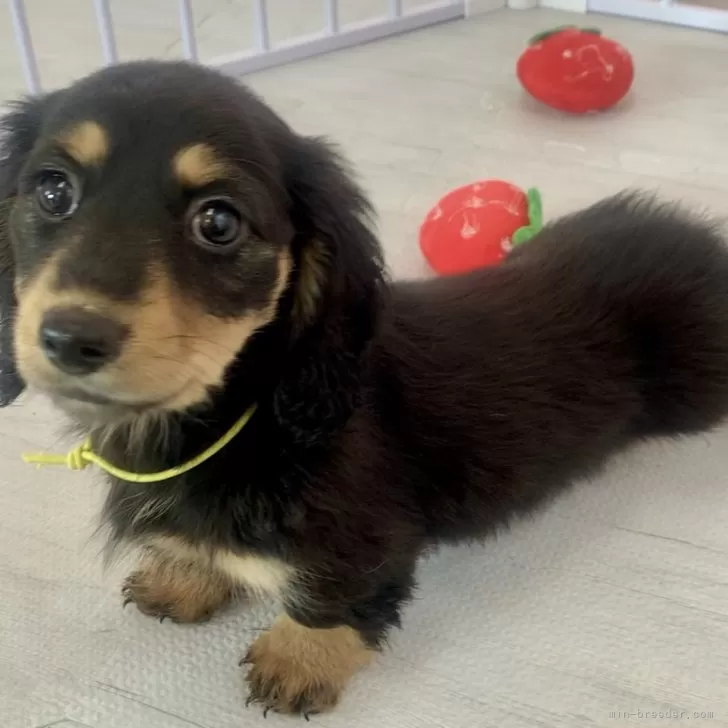 ID:2504-04217の子犬