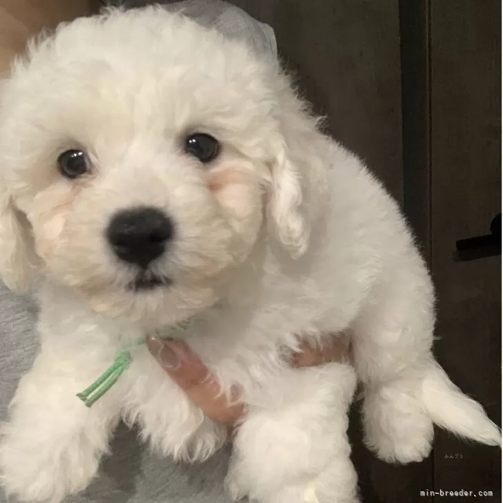 ビションフリーゼ【滋賀県・男の子・2025年7月27日・ホワイト】の写真1