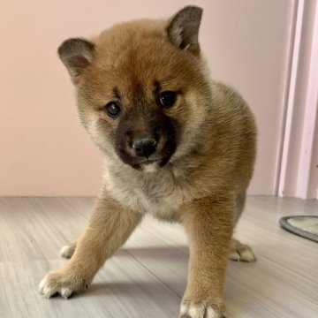 柴犬(豆柴)【滋賀県・女の子・2024年12月15日・赤】の写真「元気な豆柴1男2女誕生しております🤗✨」