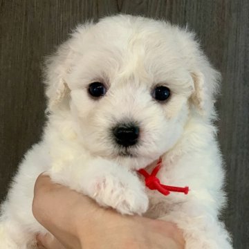 ビションフリーゼ【滋賀県・女の子・2025年8月6日・ホワイト】の写真「両親大きめ🐶癒し系フェイスな女の子🐶💓」