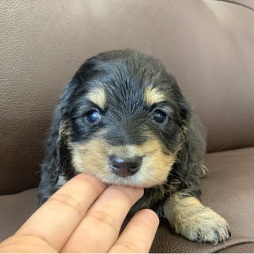 ミニチュアダックスフンド(ロング)【滋賀県・女の子・2025年10月30日・ブラックタン】の写真「タレ目な可愛いダックスちゃん🥰」