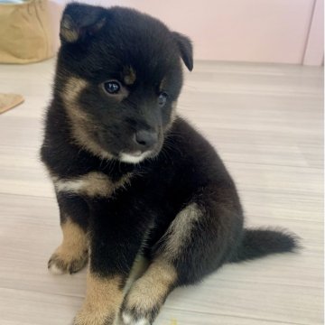 柴犬(豆柴)【滋賀県・女の子・2025年7月21日・黒】の写真「両親豆柴認定犬🐶穏やかな可愛い子🥰」