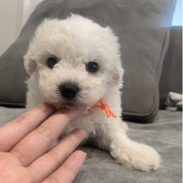 ビションフリーゼ【滋賀県・女の子・2025年7月27日・ホワイト】の写真「①男④女🐶💓すくすく成長中です(*^^*)」