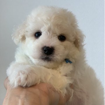 ビションフリーゼ【滋賀県・男の子・2025年8月6日・ホワイト】の写真「両親大きめ🐶元気いっぱいお顔の可愛い男の子🥰」