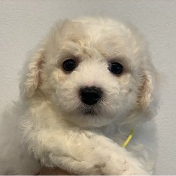ビションフリーゼ【滋賀県・女の子・2025年8月6日・ホワイト】の写真「両親大きめ🐶おっとりさんなまんまる女の子🥰💓」