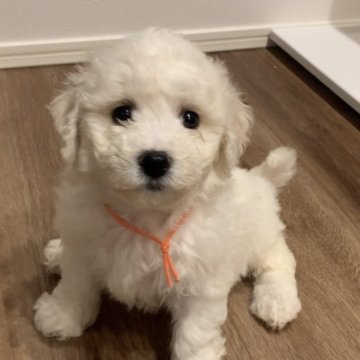 ビションフリーゼ【滋賀県・女の子・2025年8月6日・ホワイト】の写真「両親大きめ🐶まんまる可愛い女の子🥰」