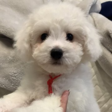 ビションフリーゼ【滋賀県・男の子・2024年10月16日・ホワイト】の写真「真っ白なビションくん🐶💕可愛い子です^_^」